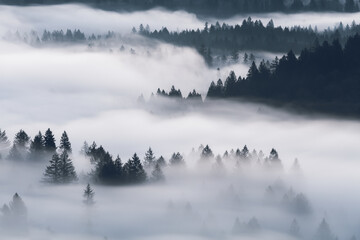 fog in the mountains