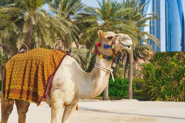 Portrait of white purebred friendly dromedary, also called the Somali camel or Arabian camel wearing festive decorative harness taken in Abu Dhabi, the United Arab Emirates.