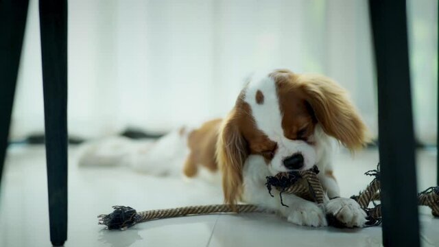 The dog was biting on the rope, playing with pleasure under the living room table.