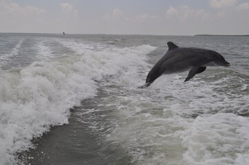 a dolphin in the ocean