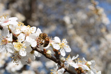 Biene auf blühender Blüte