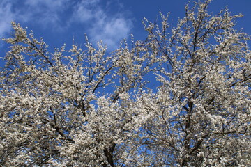 Blühender Baum und blauer Himmel
