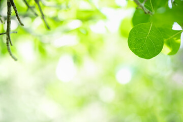 Fototapeta na wymiar Amazing nature view of green leaf on blurred greenery background in garden and sunlight with copy space using as background natural green plants landscape, ecology, fresh wallpaper.
