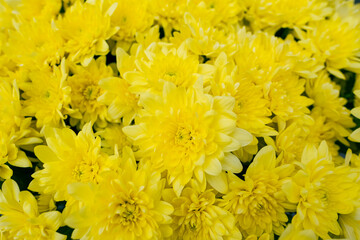 Flower texture, yellow texture of a bouquet of chrysanthemums