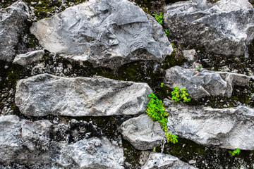 Natural stone wall with lichen, from which some plants grow. 