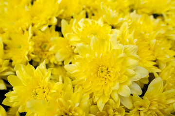 Flower texture, yellow texture of a bouquet of chrysanthemums