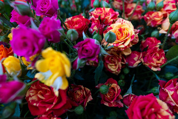 Obraz na płótnie Canvas Flower texture, pink texture of a bouquet of roses