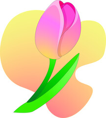 pink spring tulips with background