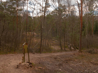 forest path