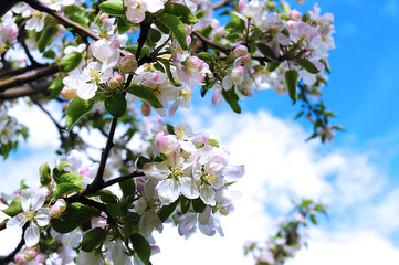 Apple tree blossoms