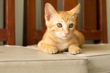 an orange cutest domestic Thai kitten relaxing, sitting on a chair.