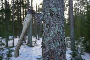 old ax stuck into the trunk of a coniferous tree in the winter forest © Alex Barera