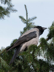 black raven © Kamil