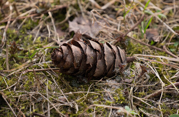 big cone