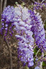 Obraz premium wisteria on the wall