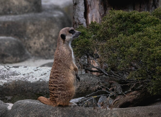 meerkat watching © Kamil