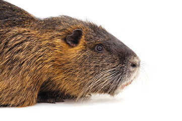 Head of a large nutria.