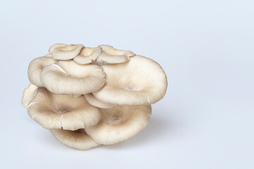 mushrooms,Fairy mushroom(Thail mushroom),white mushroom in high definition on white background, macro