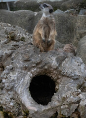 meerkat above the hole © Kamil