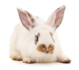 One white rabbit with yellow spots.