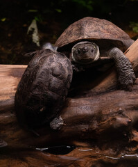 ninja turtles © Kamil