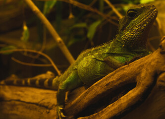 green lizard © Kamil