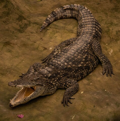 crocodile with open mouth