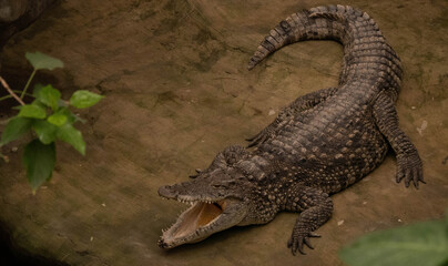crocodile with open mouth © Kamil