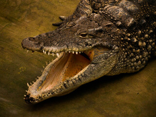 crocodile with open mouth