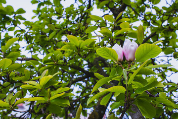 blossom on the magnolia tree