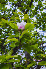 blossom on the magnolia tree