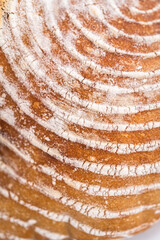 Wheat Sourdough Bread