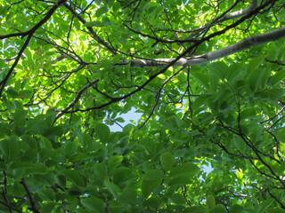 Fototapeta na wymiar blue sky peeks through the green walnut branches.