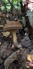 Fototapeta premium mushroom birch bolete, Leccinum, in the forest