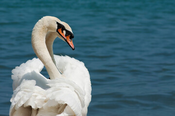 Swan couple on the banks of Garda Lake © Rwin