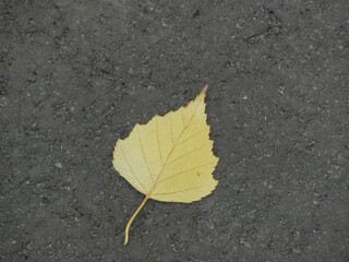 single yellow autumn leaf on the ground