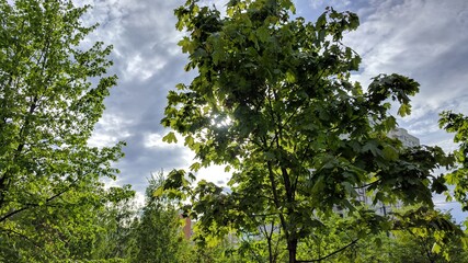 Trees against the sky