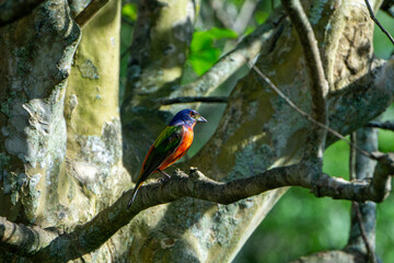 Adult male Painted Bunting (Passerina ciris) in a backyard Crepe Myrtle Tree, Stuart, Florida, Martin County, USA