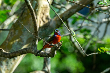 Adult male Painted Bunting (Passerina ciris) in a backyard Crepe Myrtle Tree, Stuart, Florida, Martin County, USA