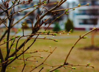 Leaf sprouts in rainy weather in the spring. Spring time.