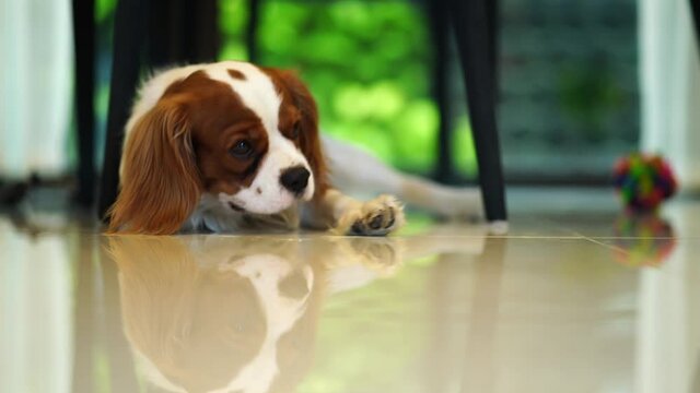 The cavalier king charles spaniel dog is resting in the house.