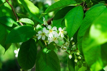Blooming bird cherry