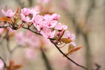 Beautiful blurry close-up view of delicate spring black cherry plum (Prunus cerasifera Nigra) blossoms in pink colors, Dublin, Ireland. Soft and selective focus