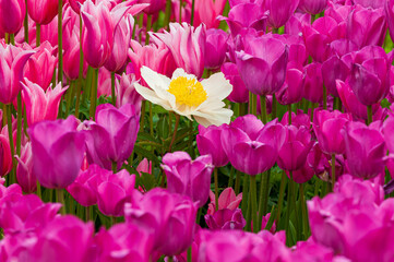 pink tulips in the garden