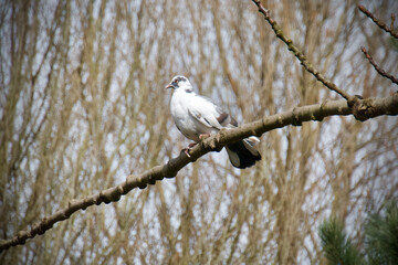 Pigeon sitting on a branch