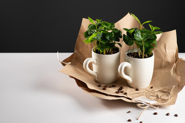 small seedlings of a coffee tree in a white mug packed in craft paper on a white table with scattered coffee beans, gray background, space for text