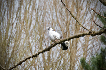 Pigeon sitting on a branch