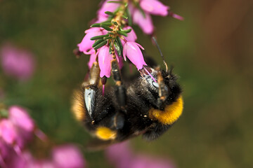 Beautiful macro view of bumble bee, efficient pollinator, (Bombus) collecting pollen from pink bell shaped heather (Erica cinerea) flowers, Dublin, Ireland. Early spring