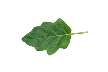 Fototapeta premium Wet eggplant leaves isolated on white background selective focus leaves