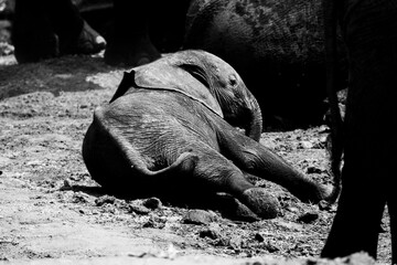 African wild elephant baby lying on the ground processed in black and white. The elephant is fine,...